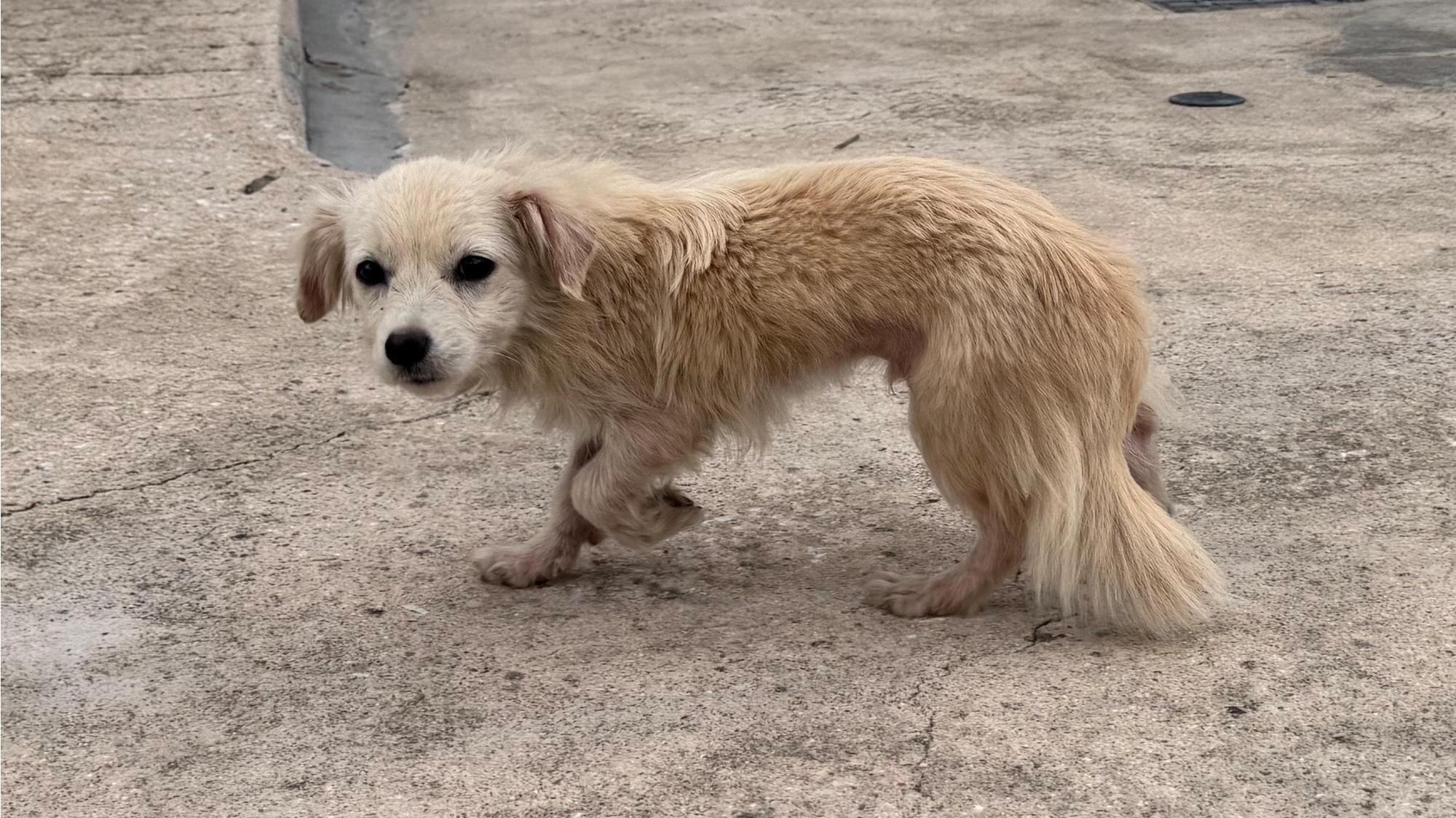 보호중 믹스견의 가…