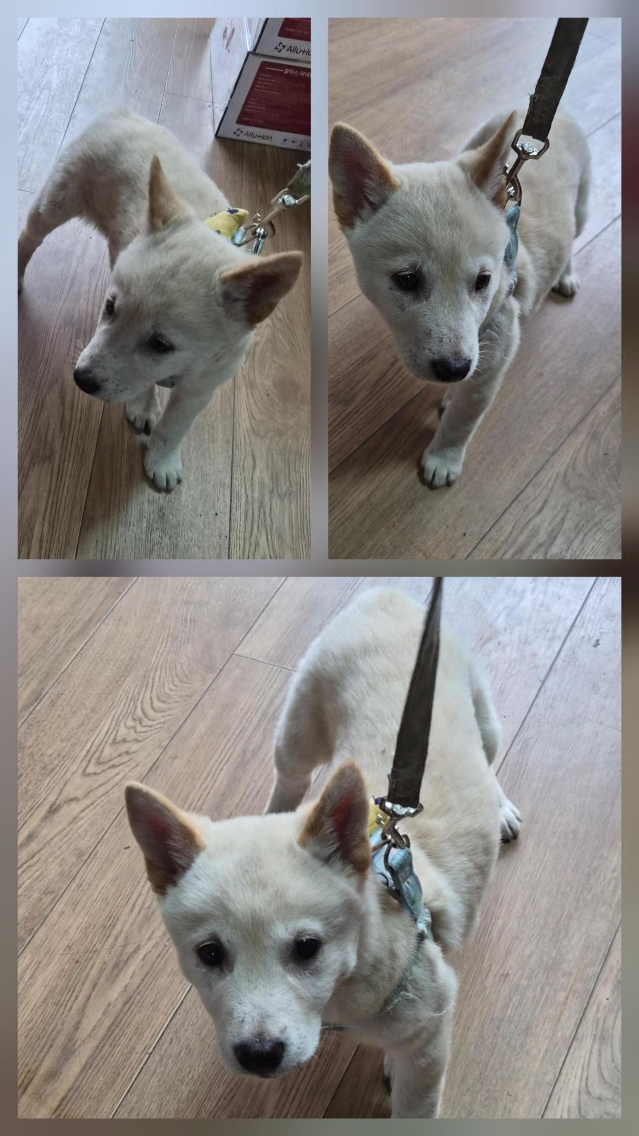 보호중 믹스견의 가…