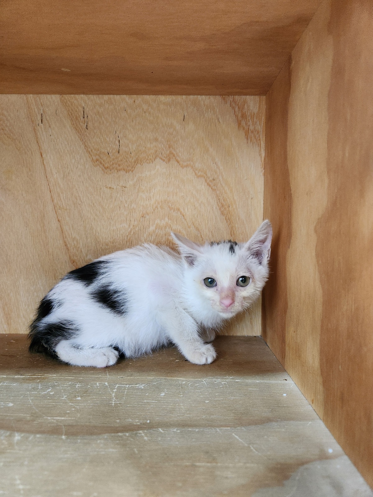 대구시수의사회(동산)_427341202500674