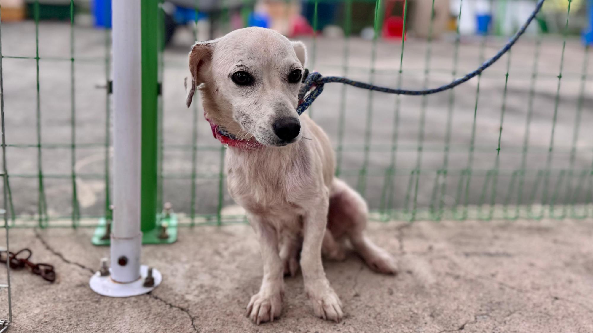 보호중 믹스견의 가…