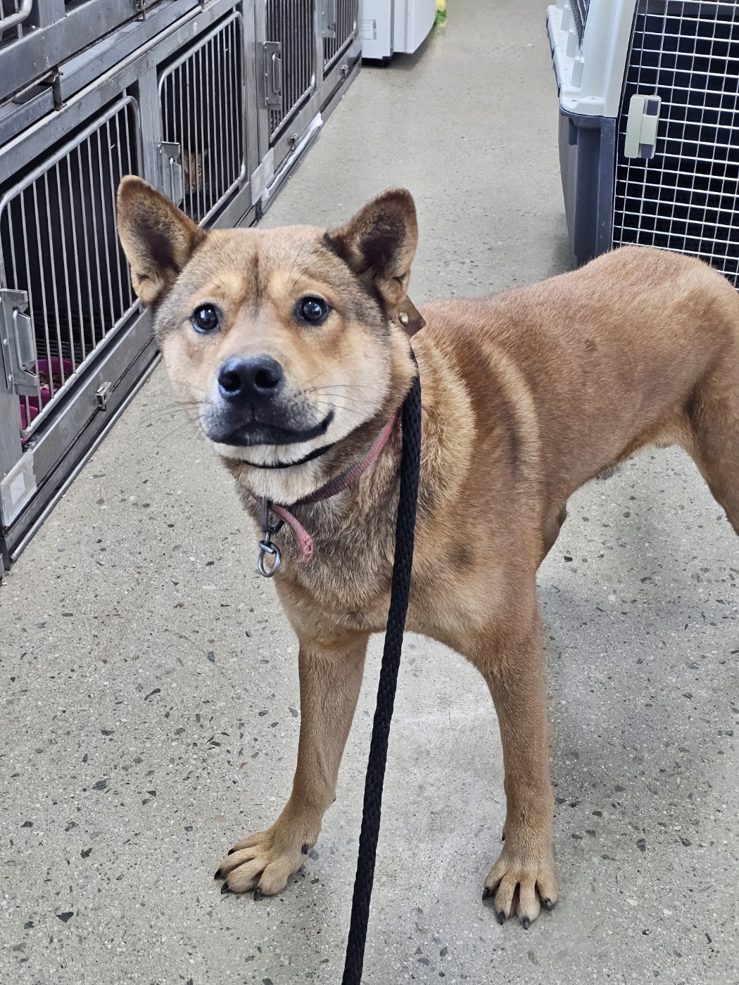 보호중 믹스견의 가…