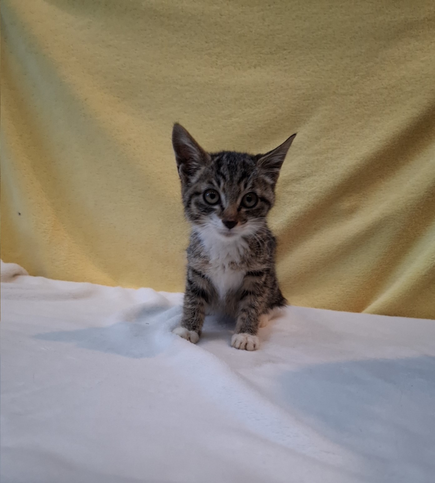 군산유기동물보호센터_445467202502016