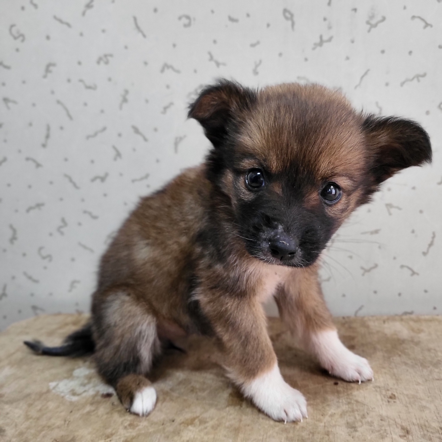 종료(입양) 믹스견…