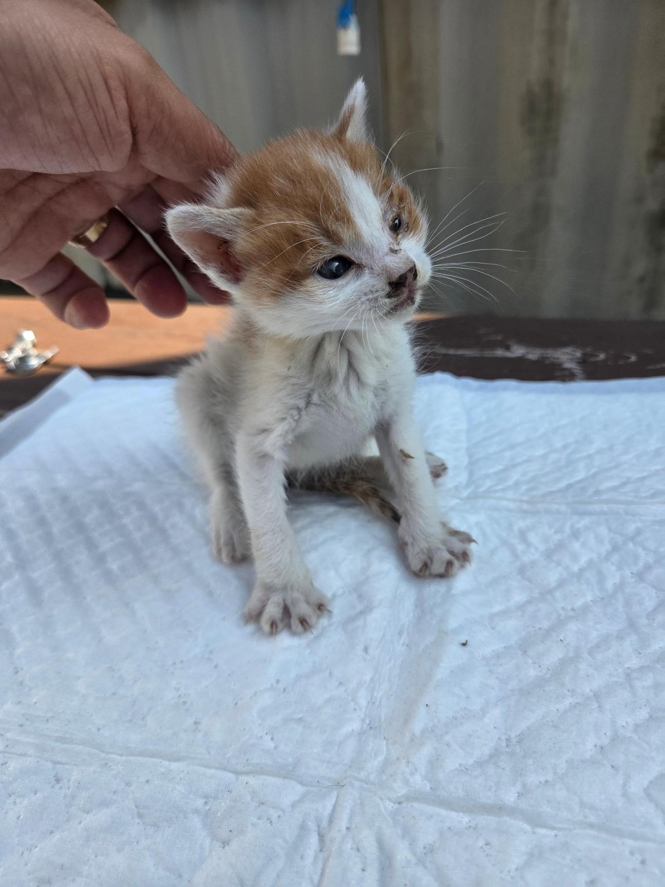 종료(자연사) 한국…