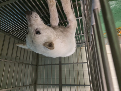 보호중 믹스견의 가…