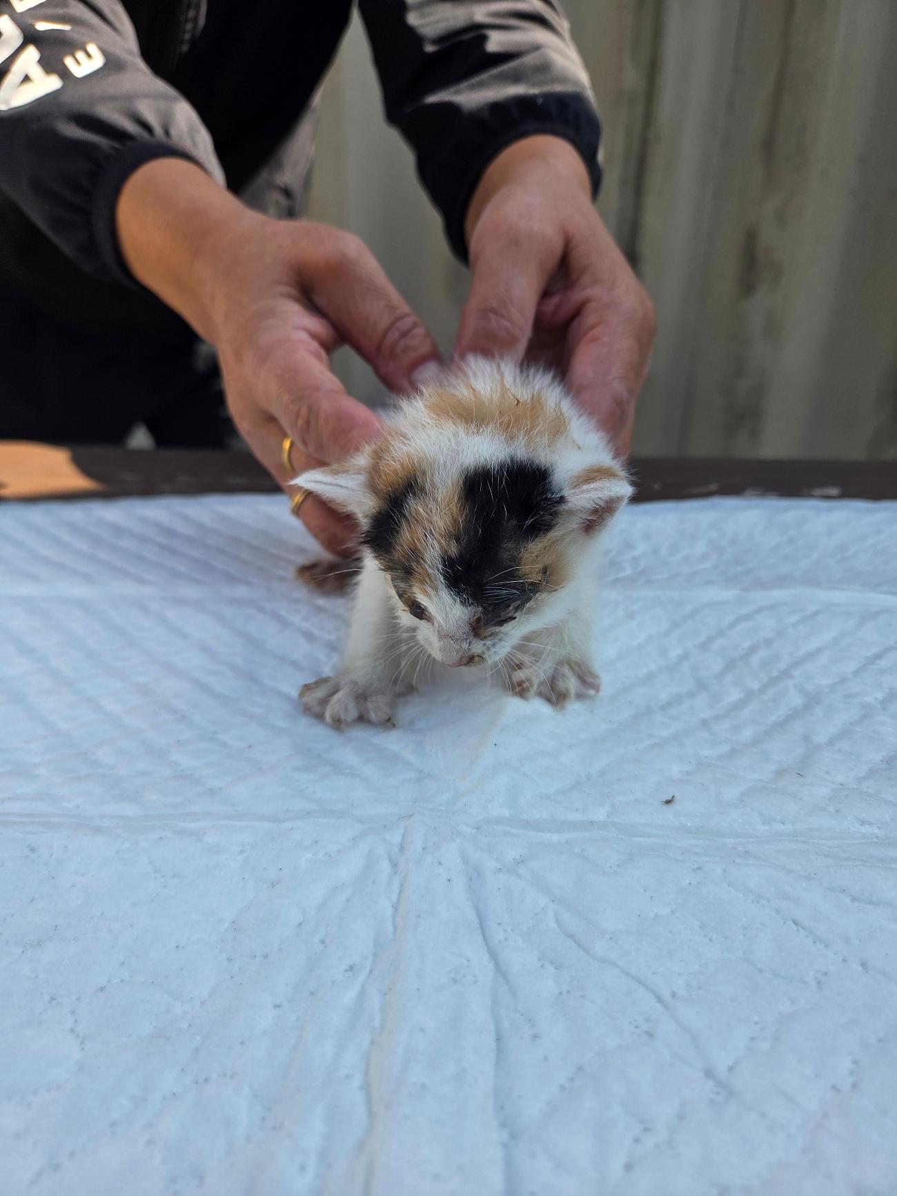 종료(자연사) 한국…