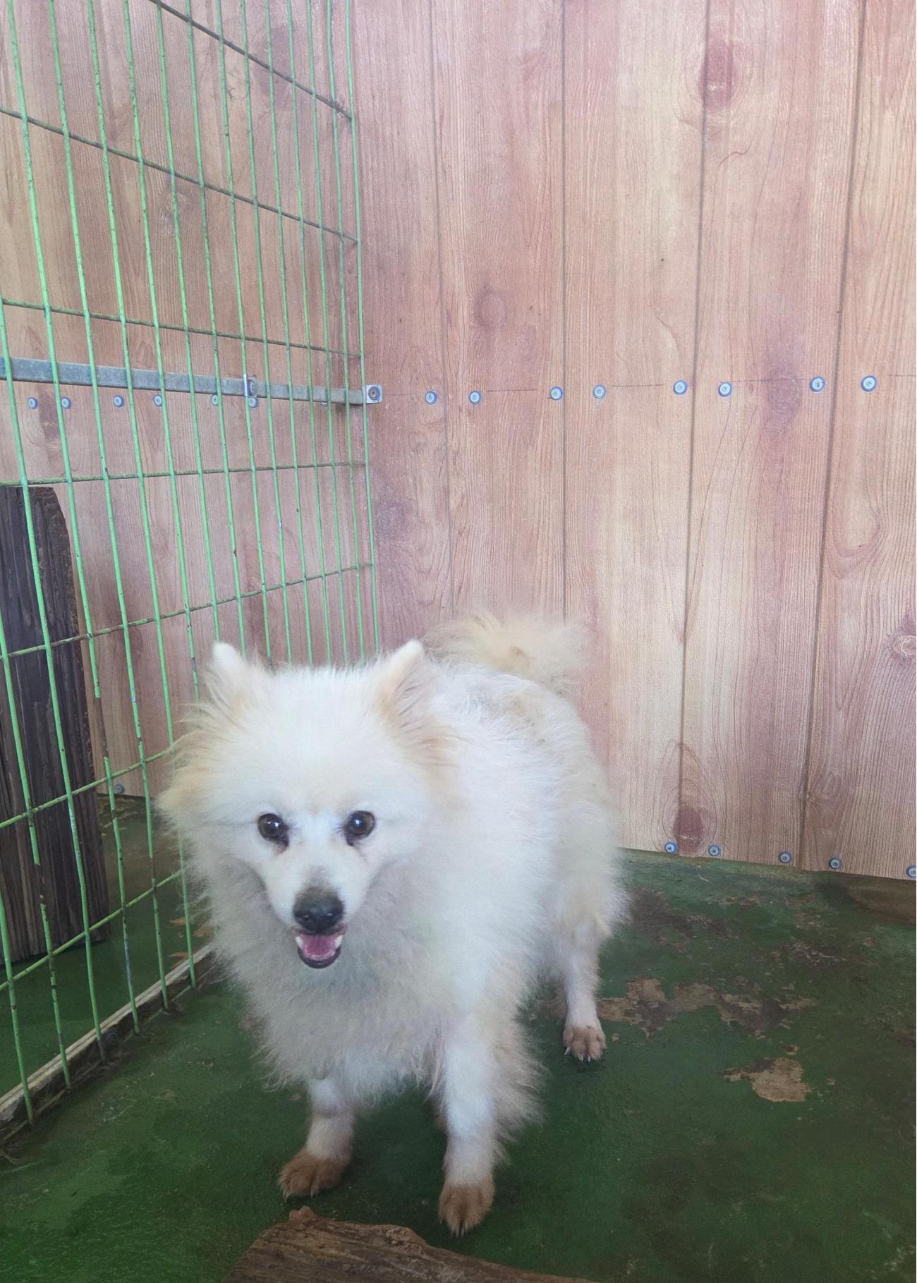 보호중 믹스견의 가…