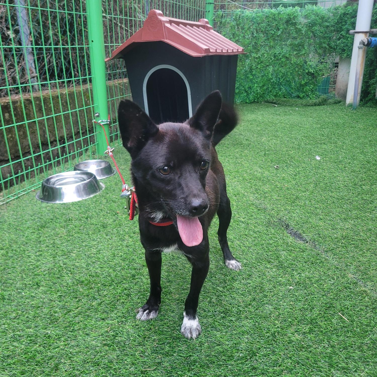 보호중 믹스견의 가…