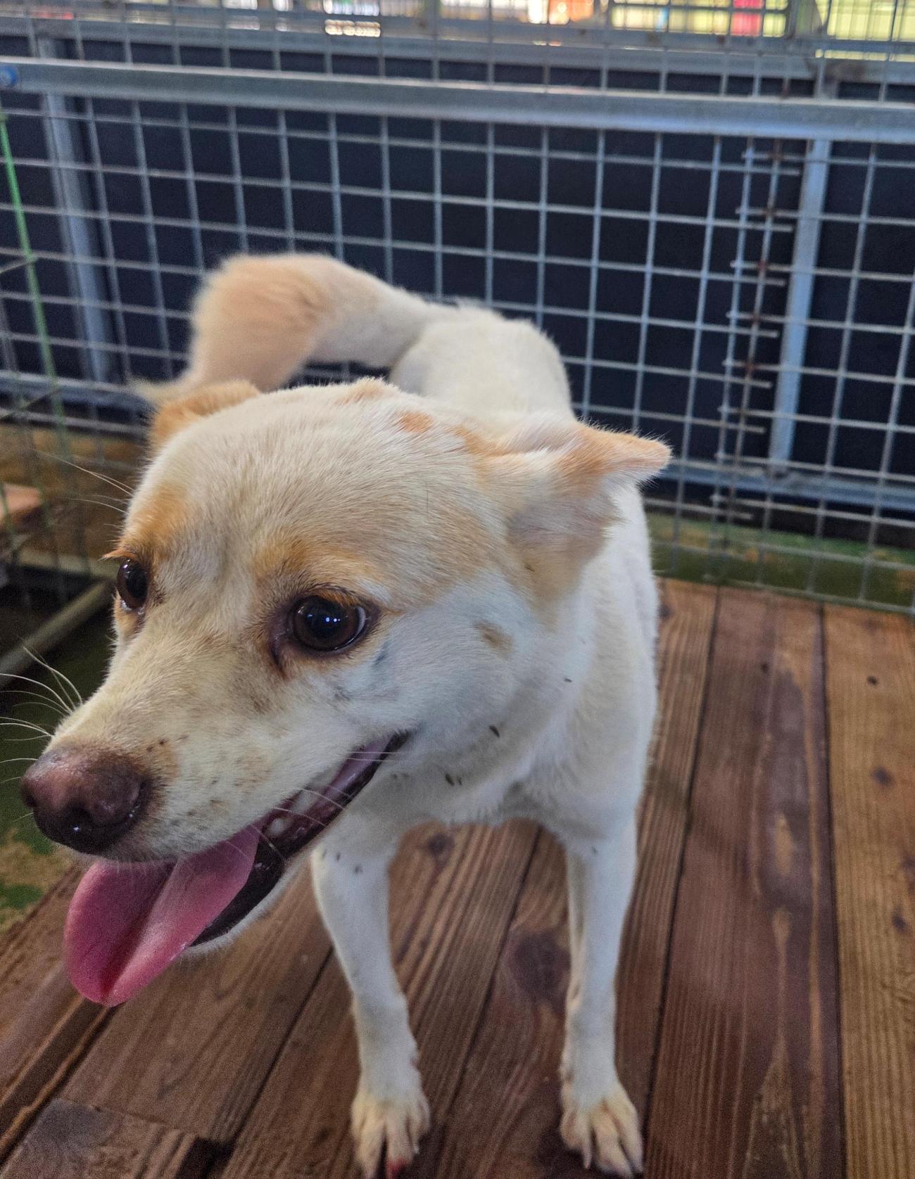 나주유기동물보호센터_446483202501748