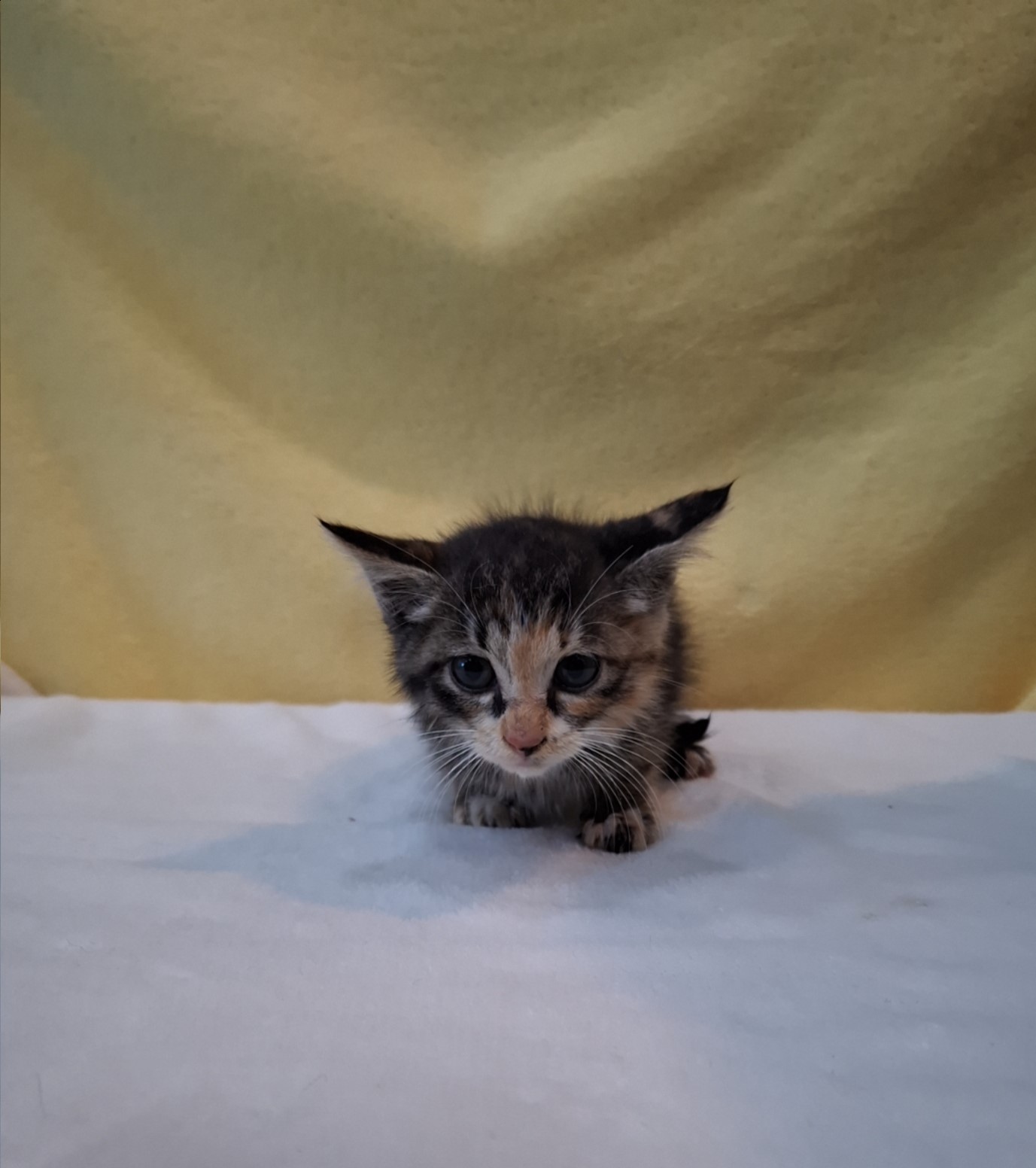 군산유기동물보호센터_445467202502017