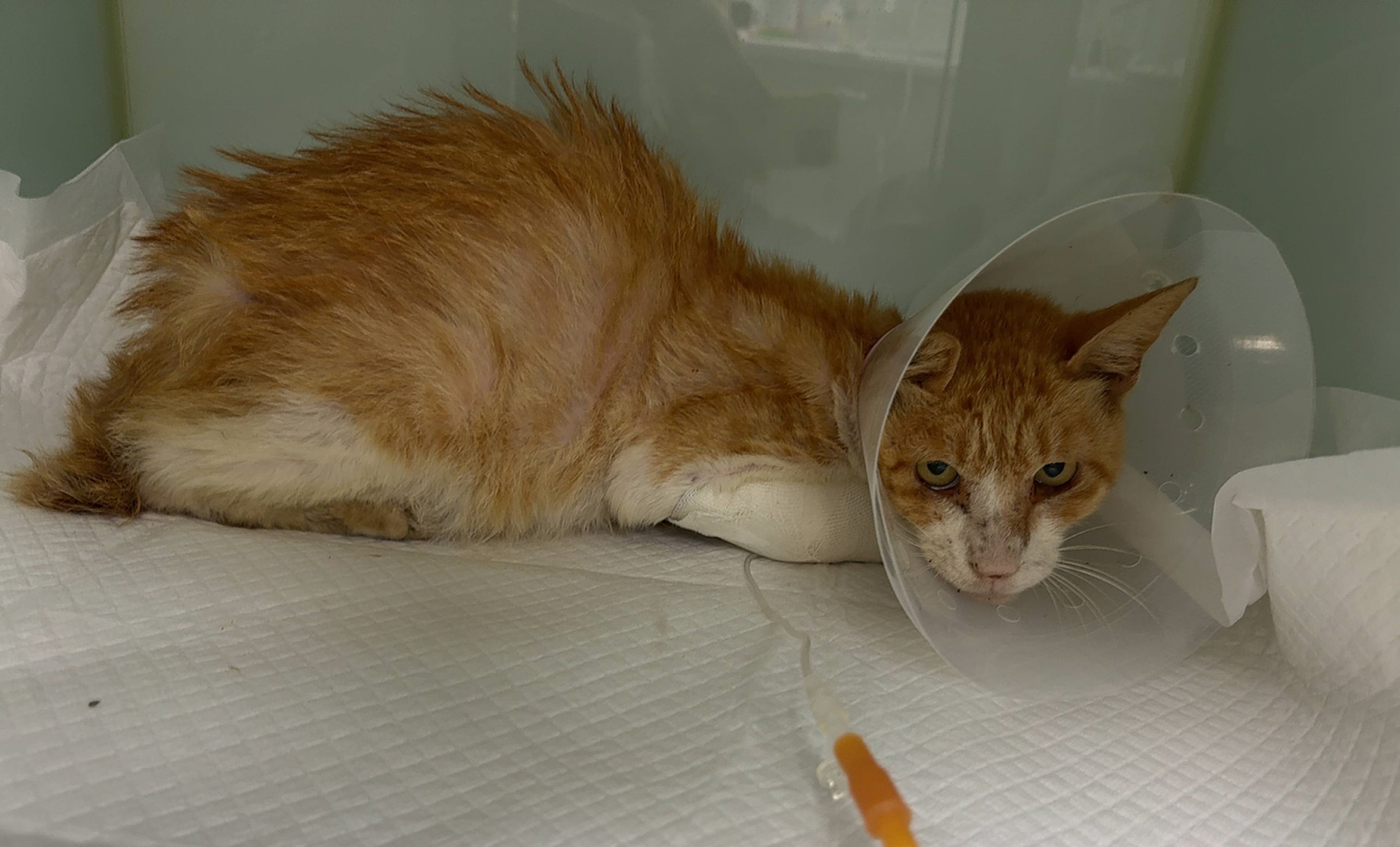 군산유기동물보호센터_445467202502018