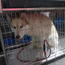 (사)하얀비둘기_426334202500825