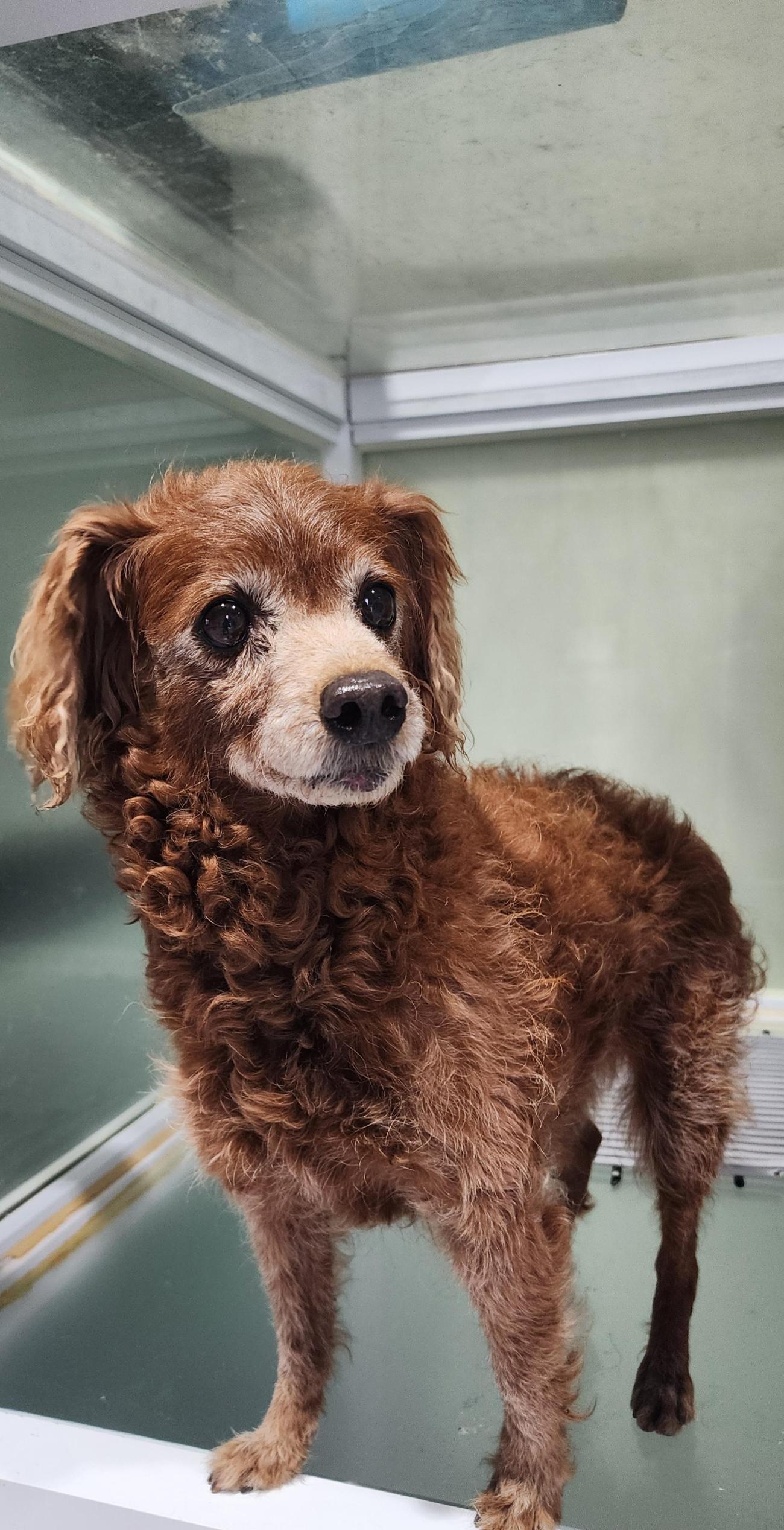 상주시 동물보호센터_447511202501315