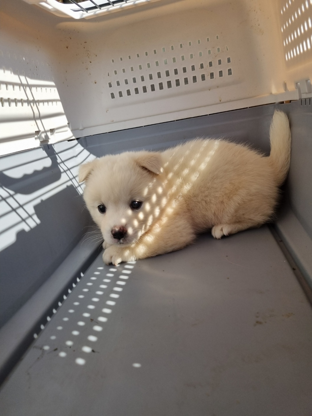 보호중 믹스견의 가…