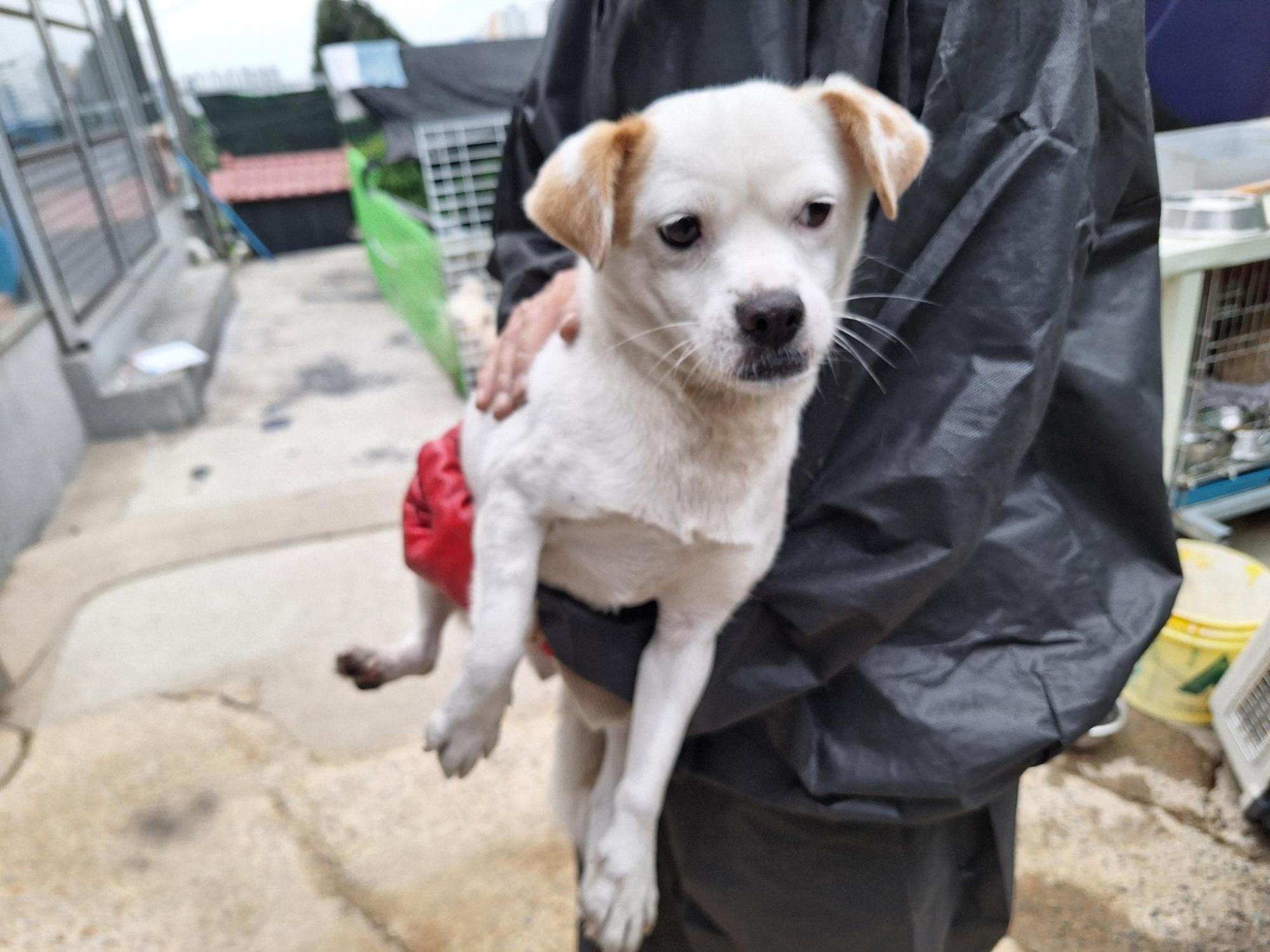 보호중 믹스견의 가…