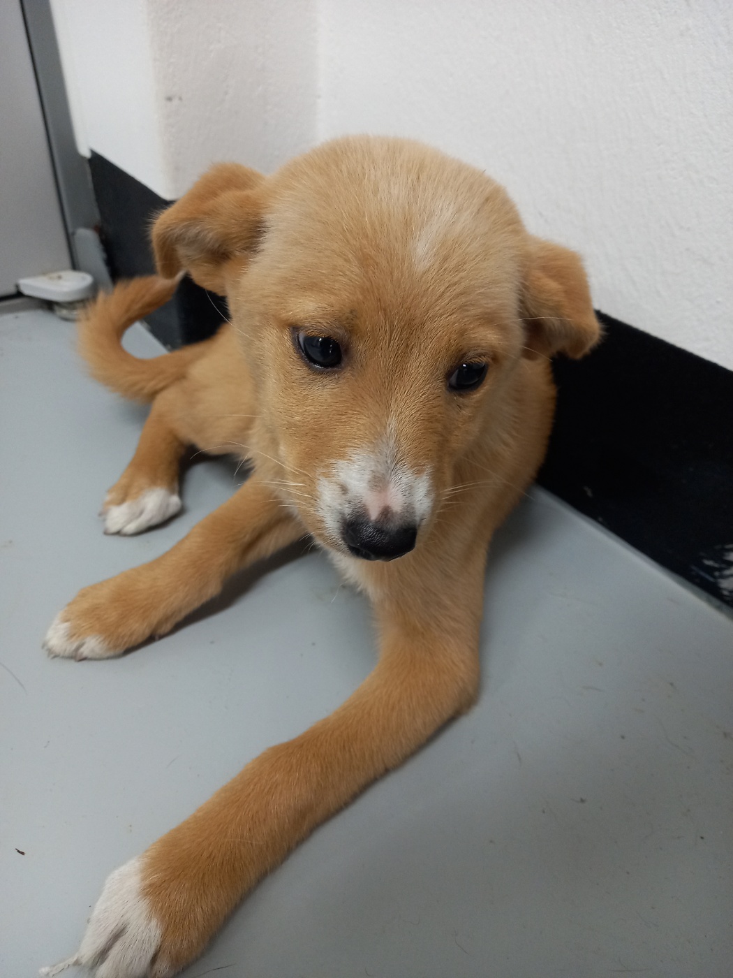 보호중 믹스견의 가…