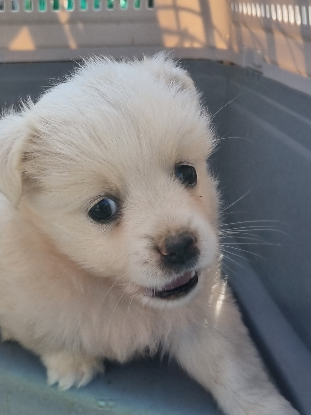 보호중 믹스견의 가…