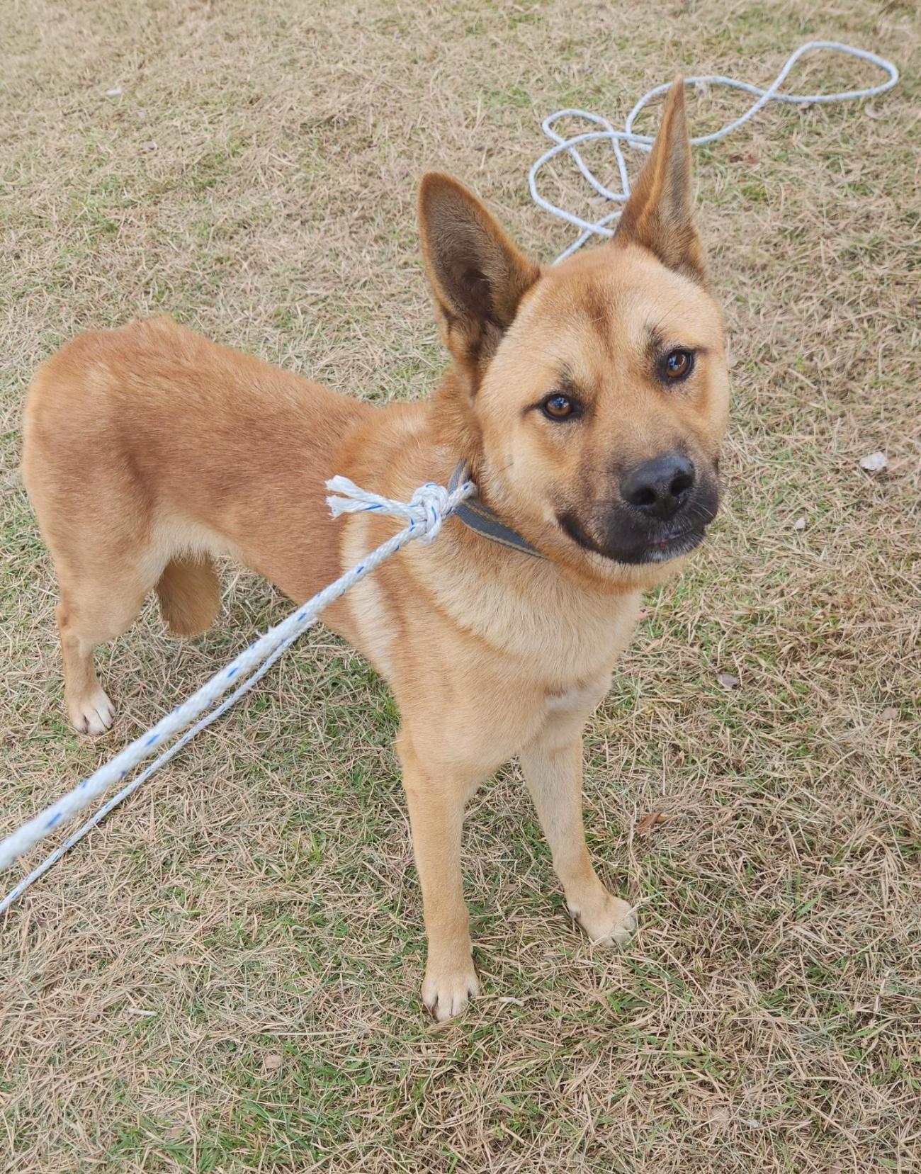 보호중 믹스견의 가…