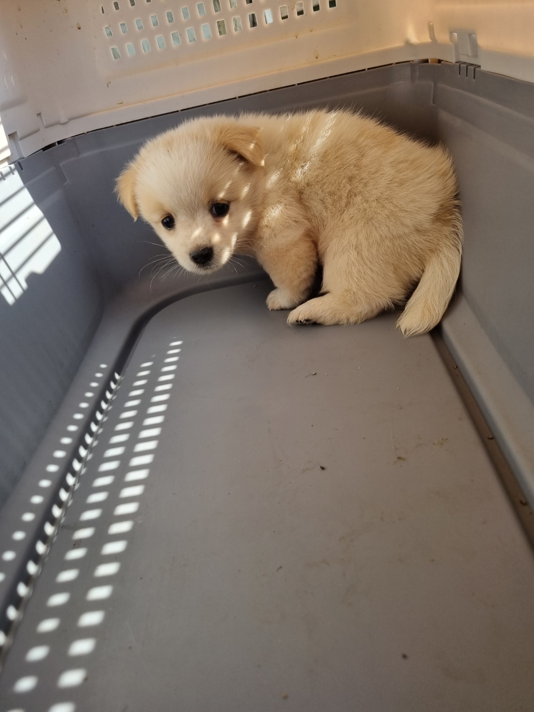 부안군 동물보호센터_445479202501163