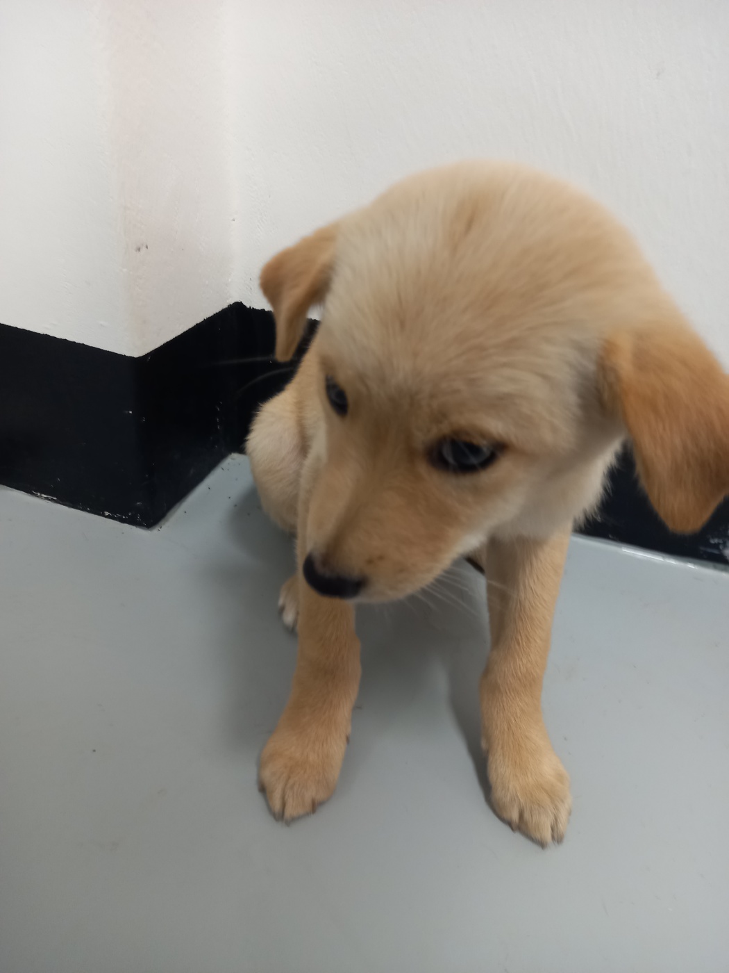 보호중 믹스견의 가…