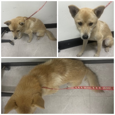 보호중 믹스견의 가…