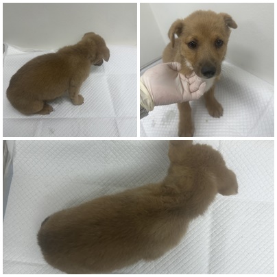 논산시 동물보호센터_444454202501031