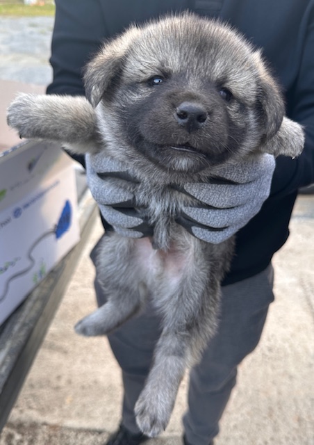 광양시 임시보호소_446484202500768