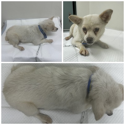 보호중 믹스견의 가…