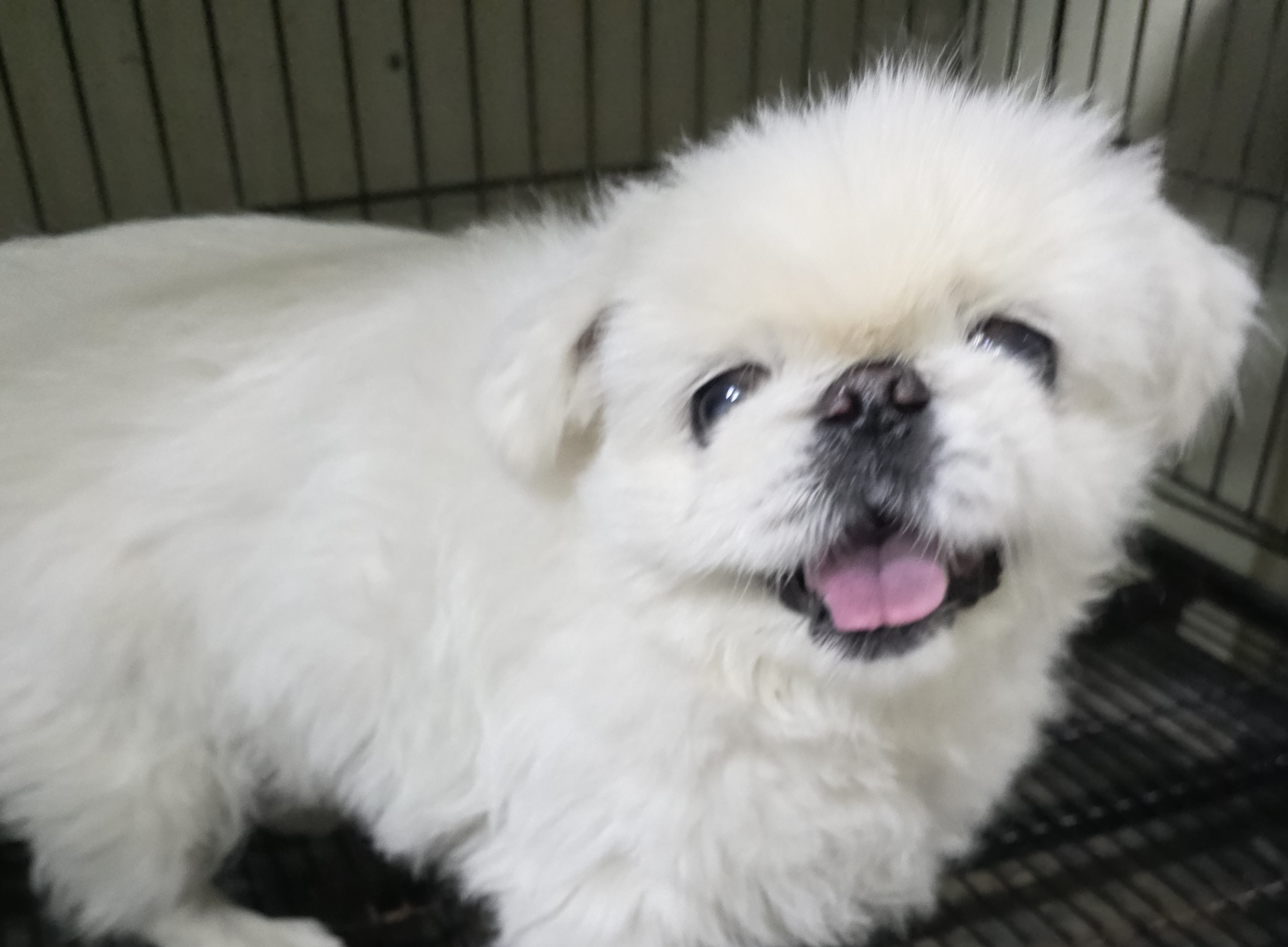 종료(반환) 페키니…