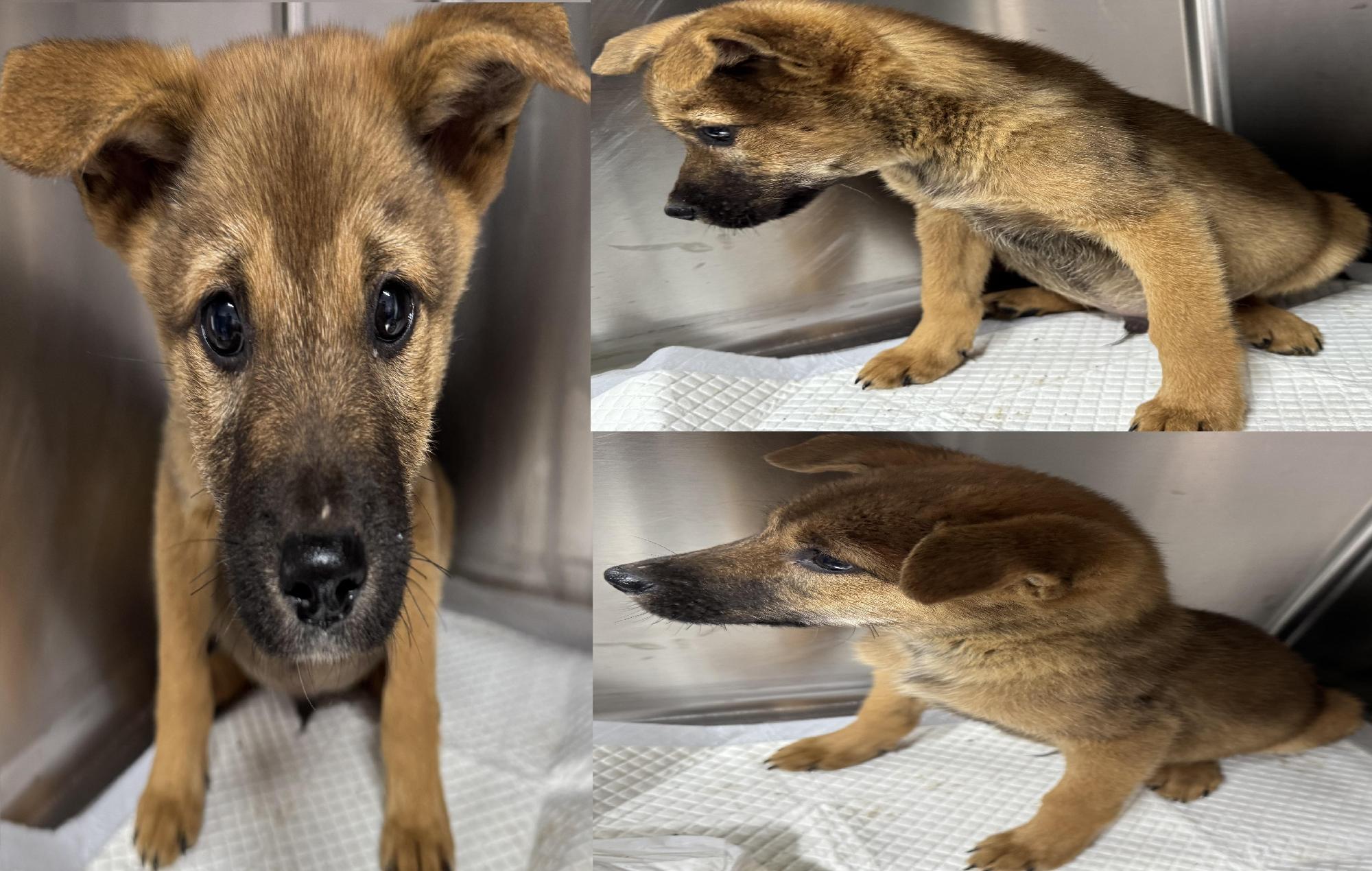 보호중 믹스견의 가…