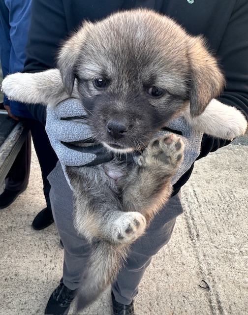 종료(자연사) 믹스…