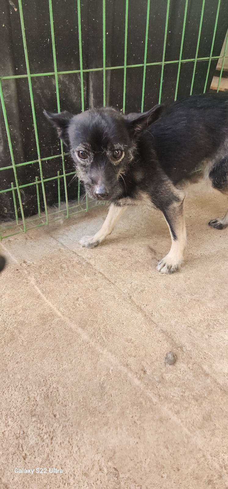 보호중 믹스견의 가…