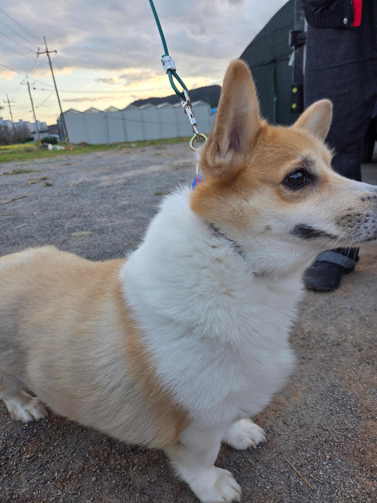 광양시 임시보호소_446484202500771