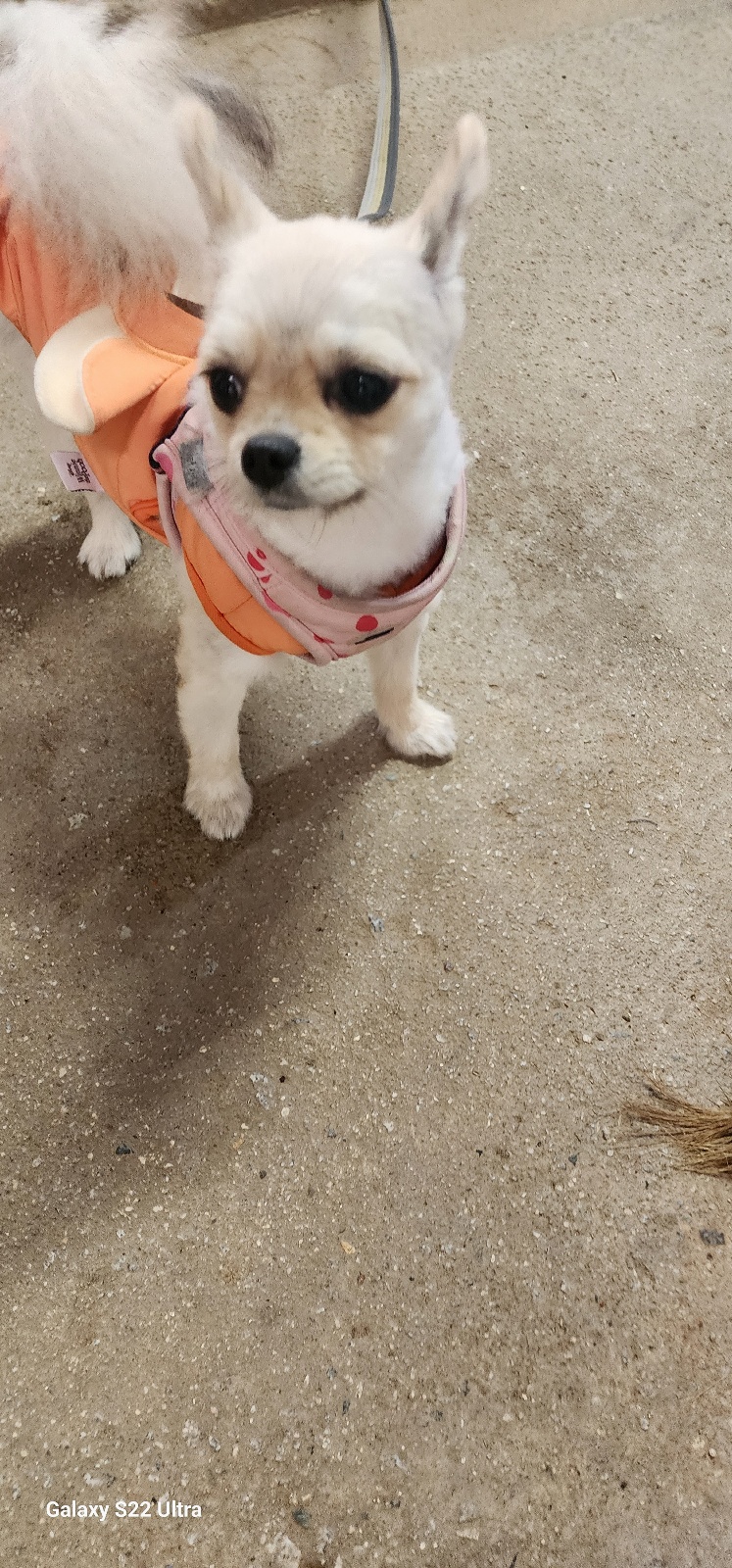 보호중 믹스견의 가…