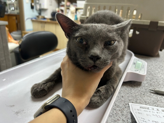 보호중 러시안 블루…