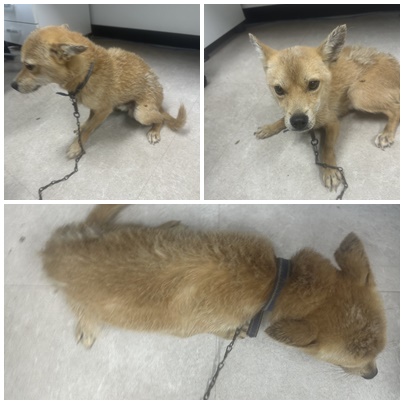 보호중 믹스견의 가…