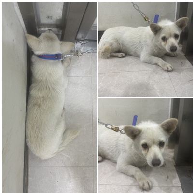 보호중 믹스견의 가…