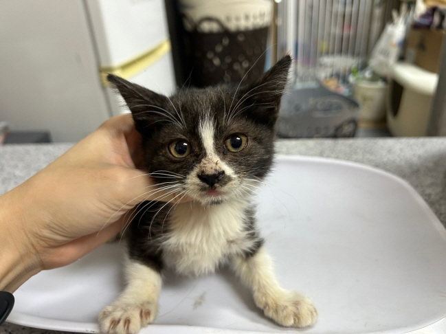 종료(자연사) 한국…