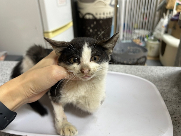 종료(자연사) 한국…