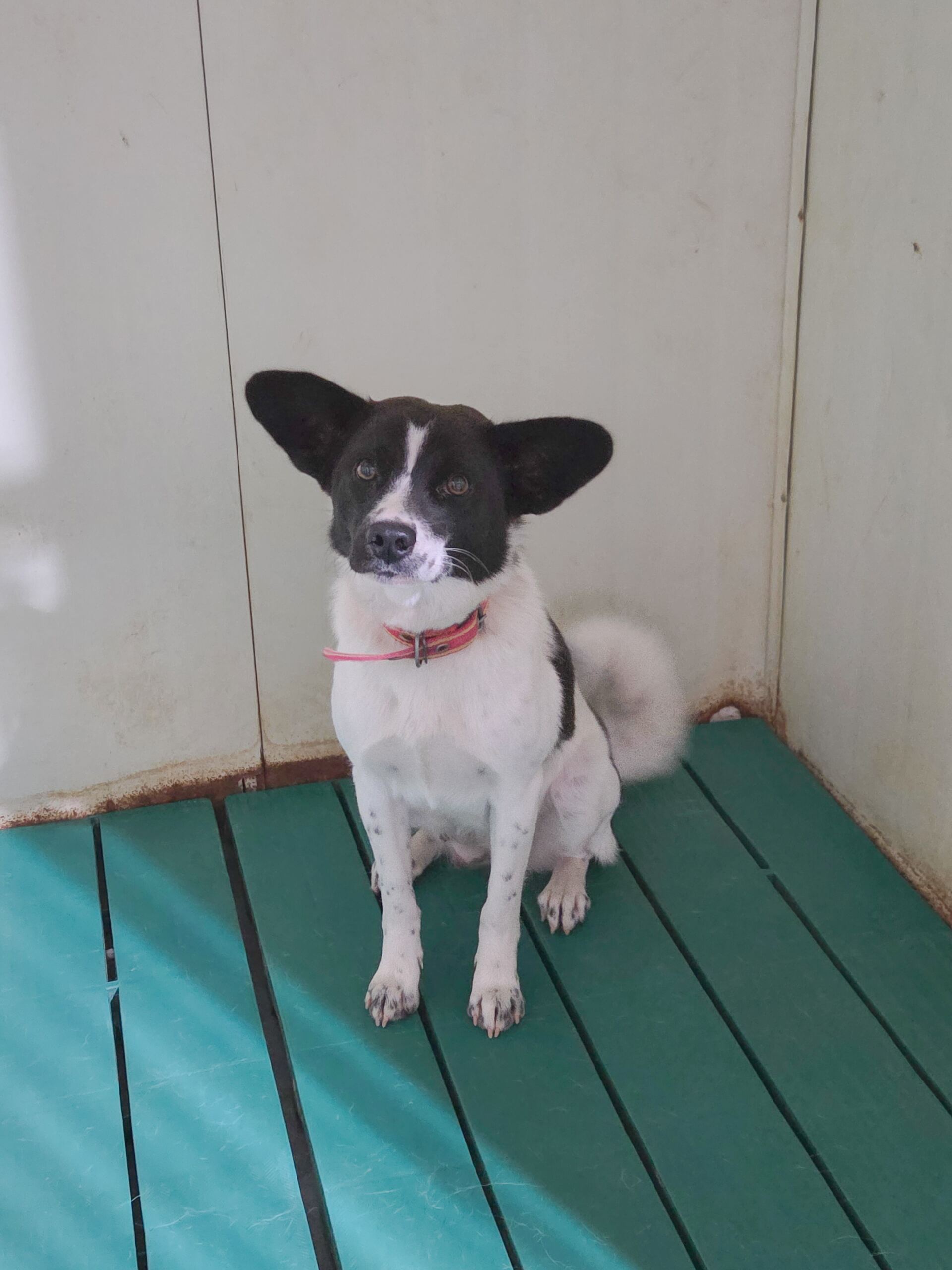 보호중 믹스견의 가…