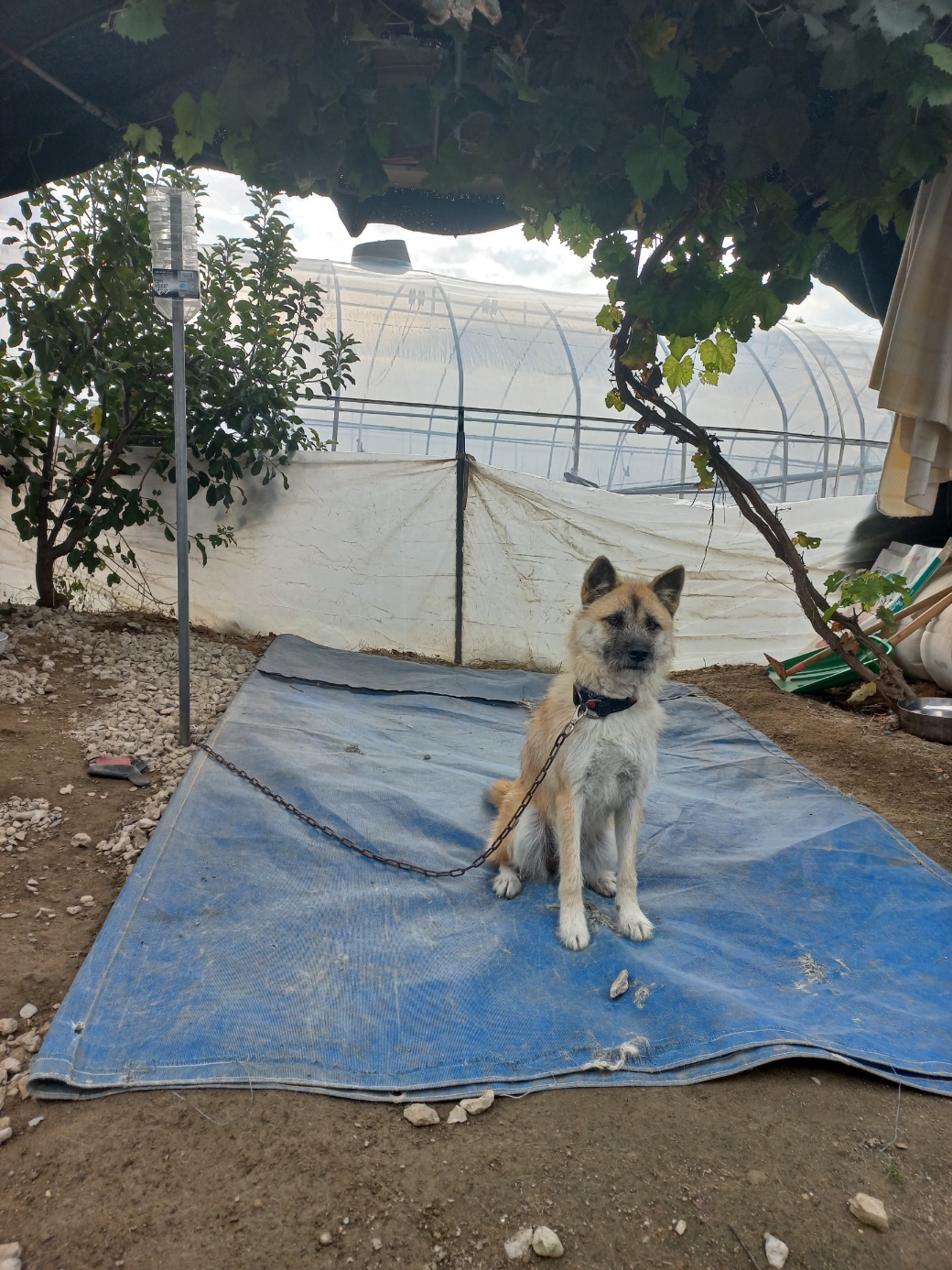 보호중 믹스견의 가…