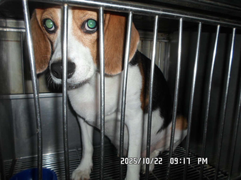 종료(반환) 비글의…