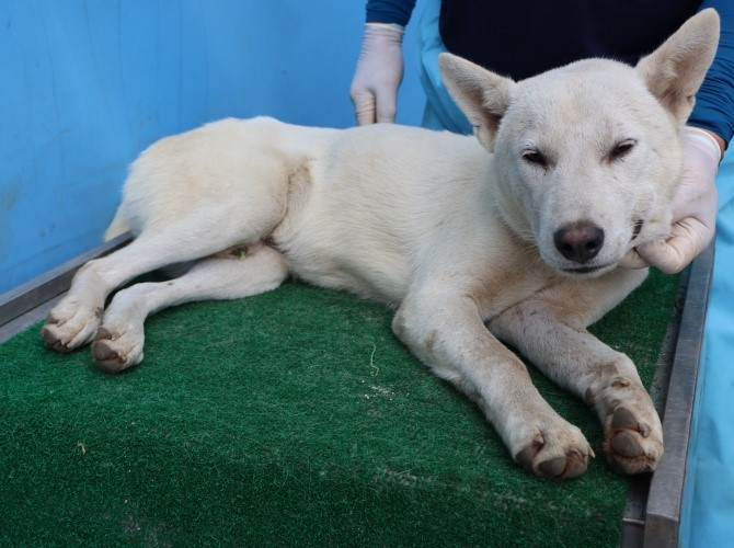 종료(안락사) 믹스…