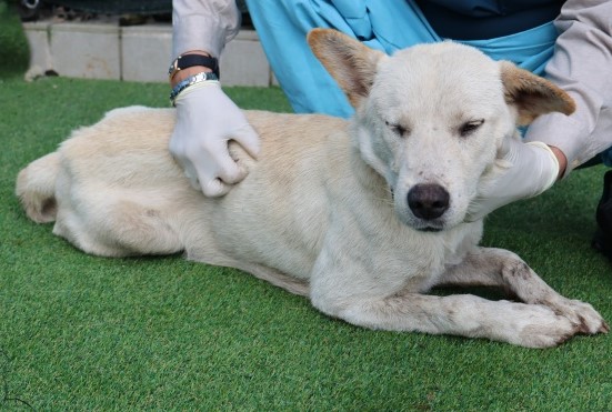 보호중 믹스견의 가…