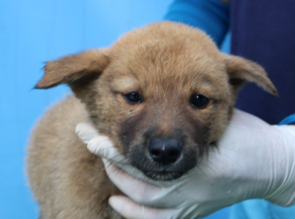 보호중 믹스견의 가…