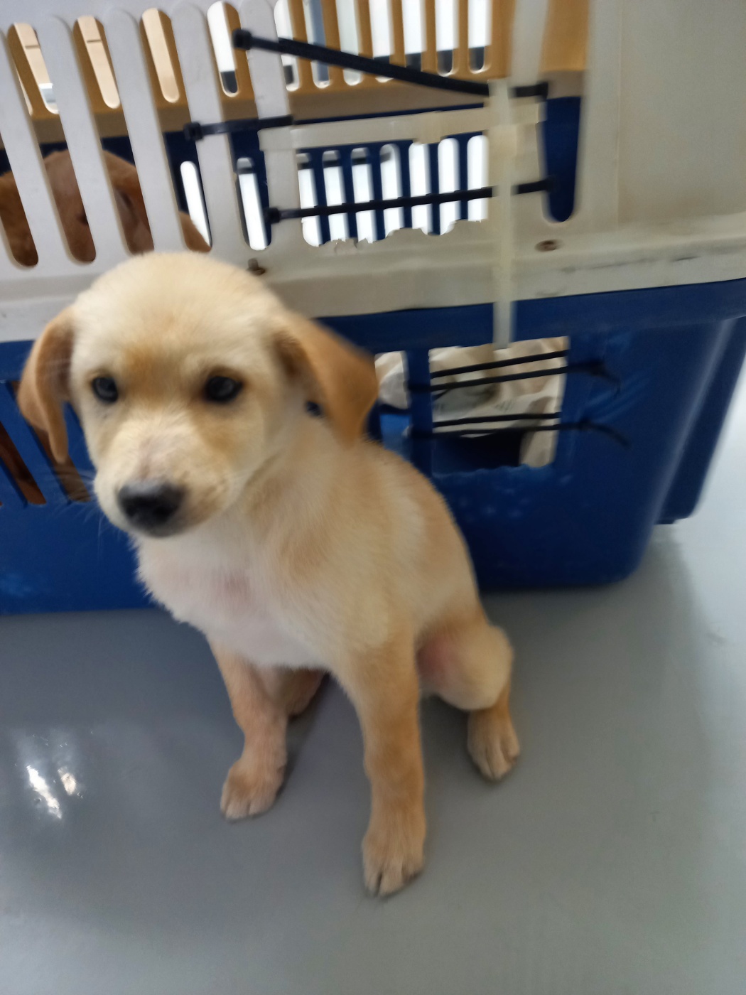 보호중 믹스견의 가…