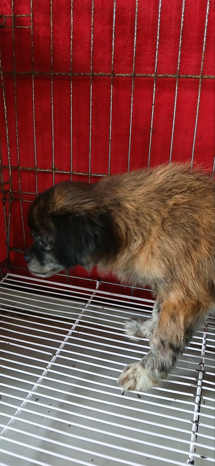 (사)동물보호관리협회_448535202501561