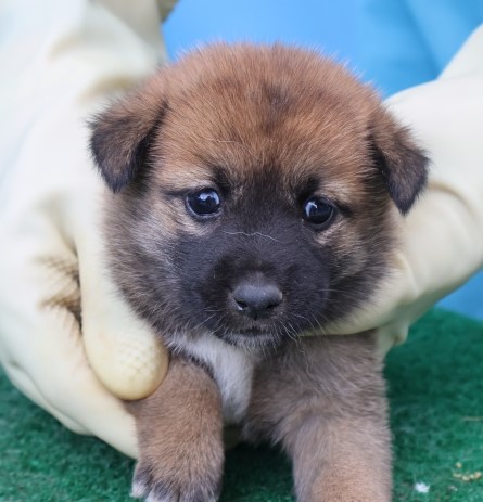 종료(자연사) 믹스…