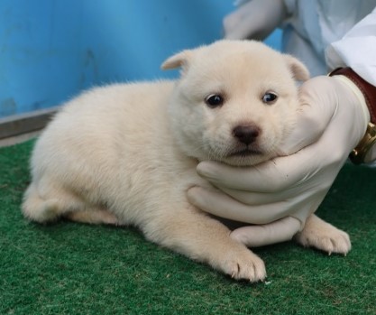 보호중 믹스견의 가…