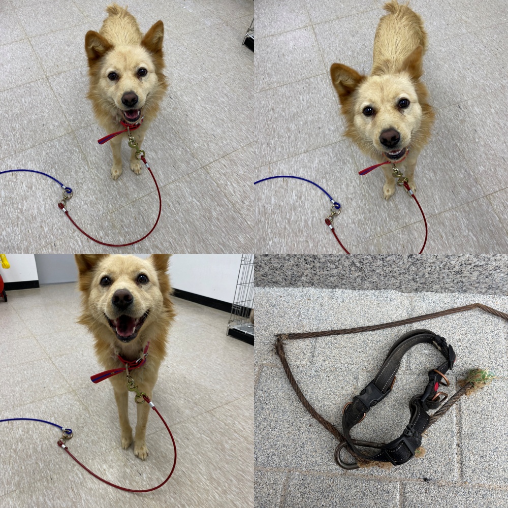 구미시 동물보호센터_447508202501363